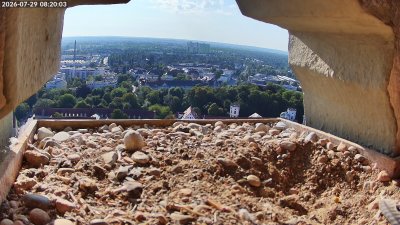 Augsburg-Wanderfalken