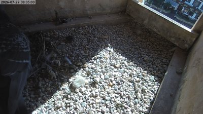Turmfalken Eggstätt