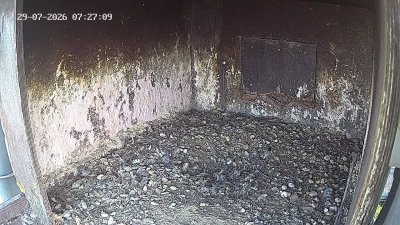 Wanderfalken Hohenkammer #1