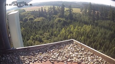 Wanderfalken Hohenkammer #2